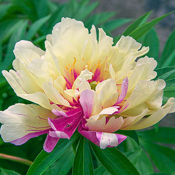 Buy Lemon Dream Itoh Peony | Specialty Peonies | Breck's