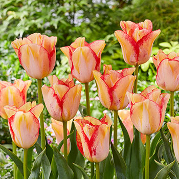 Beautydream Tulip 
