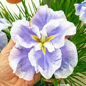 Buy 'Wave Action' Japanese Iris Online