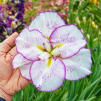 Iris ensata Dinner Plate 'Ice Cream' - Japanese Iris - Iridaceae (The