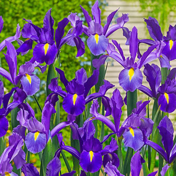 Discovery Purple Dutch Iris