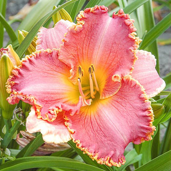 Heavenly Pink Fang Daylily | Brecks Premium Bulbs