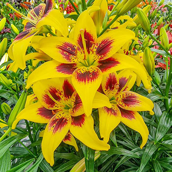 Yellow Bruse Tiger Lily (2/bag) - Gilbert H. Wild & Son
