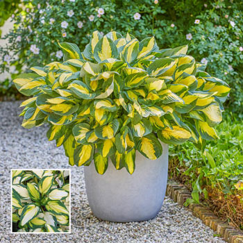 Georgia Sweetheart Hosta | Colour Changing Hostas | Breck's