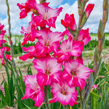Milkshake Gladiolus