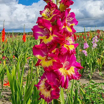 Top 9 Summer Bulbs to Buy Now - Lacoste Garden Centre webshop