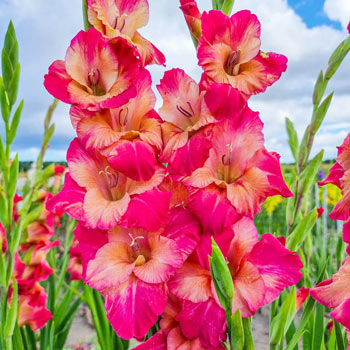 Apricot Bubblegum Gladiolus Bulbs | Shop Online | Breck's