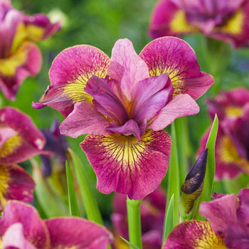 Ruby Gold Siberian Iris