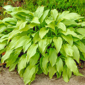 Buy Honeybells Hosta | Modestly Priced Hostas | Breck's