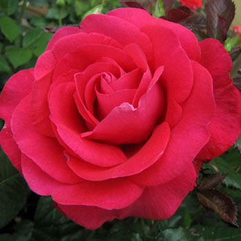 All My Loving (Bush Rose)