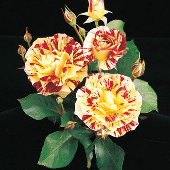 George Burns Floribunda Rose