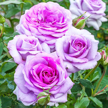 Violet's Pride<sup>™</sup> Floribunda Rose