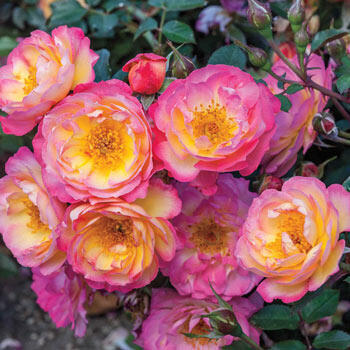 Rainbow Happy Trails<sup>™</sup> Groundcover Rose