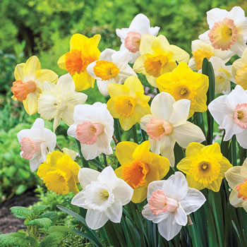 Buy Early Spring Flowering Daffodil Mixture | Breck's