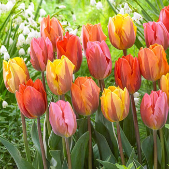 Long Tulip Bulbs Last Unplanted, Drop Shot Hooks Swivel