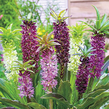 Carnival Pineapple Lily Mixture