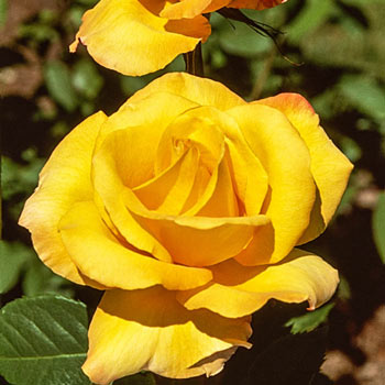 Gold Medal Grandiflora Rose