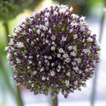 Allium Globemaster | Brecks Premium Bulbs