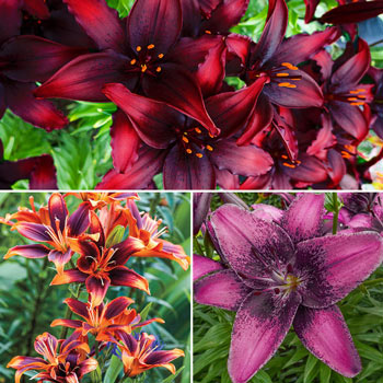 Oriental Lily Collection - Stargazer, Brasillia, Dizzy, and 