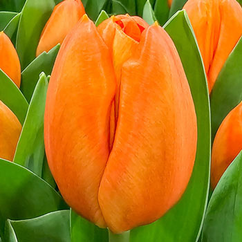 Buy Orange Sherpa Tulip Online | Single Tulip Bulbs | Breck's