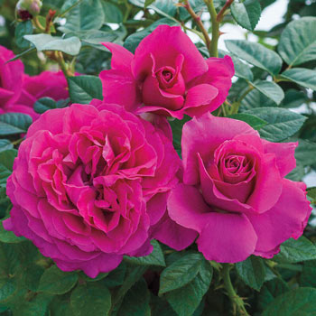 Pretty Lady Rose<sup>™</sup> Downton Abbey<sup>®</sup> Hybrid Tea Jumbo Rose