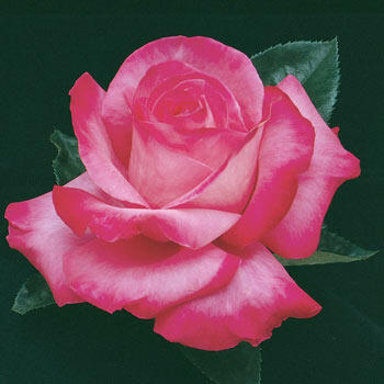 Elizabeth Taylor Hybrid Tea Rose