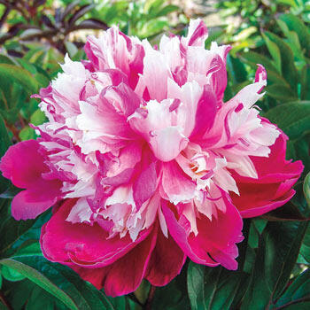 Daydream<sup>™</sup> Peony