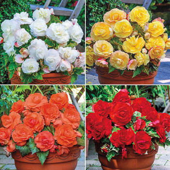 Superba Low-Growing Double Begonia Collection