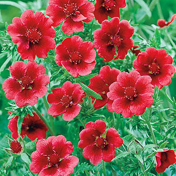 Monarchs Velvet Cinquefoil | Breck's