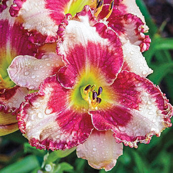 Dare to Love Reblooming Daylily
