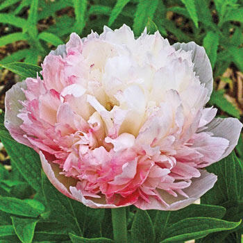 Mutabilis Plena Peony | Breck's