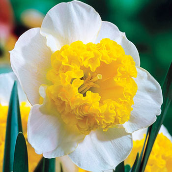 Curly Daffodil