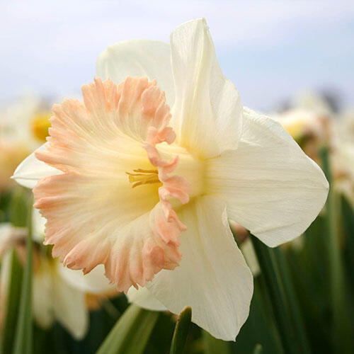 British Gamble Daffodil | Breck's
