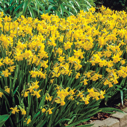 Tete-a-Tete Miniature Daffodil Bulbs, Narcissus