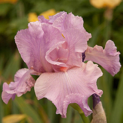 Wild Irish Rose Tall Bearded Iris