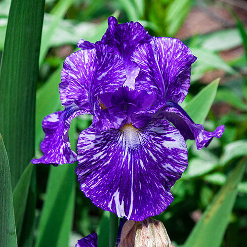 Gnu Again Bearded Iris
