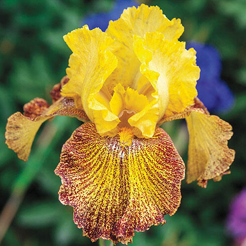 Jitterbug Bearded Iris