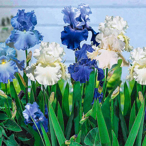 Cool Blue Bearded Iris Mixture