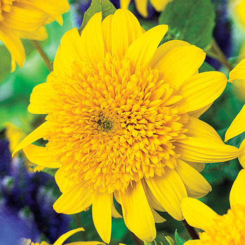 Happy Days Sunflower