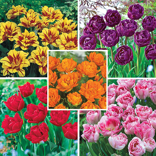 Peony-Flowering Tulip Collection