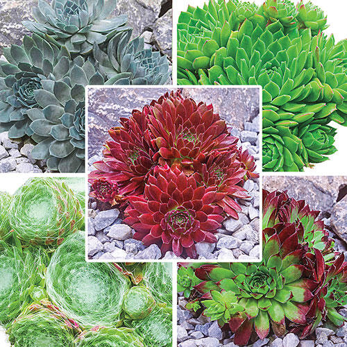 Hens & Chicks Collection