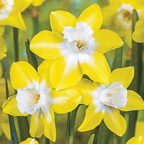 Pipit Daffodil