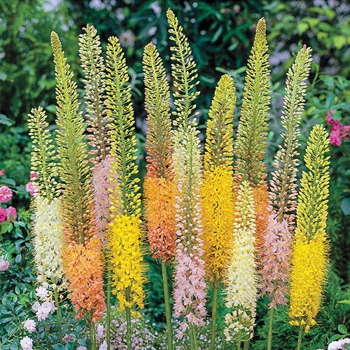 Foxtail Lily Mixture