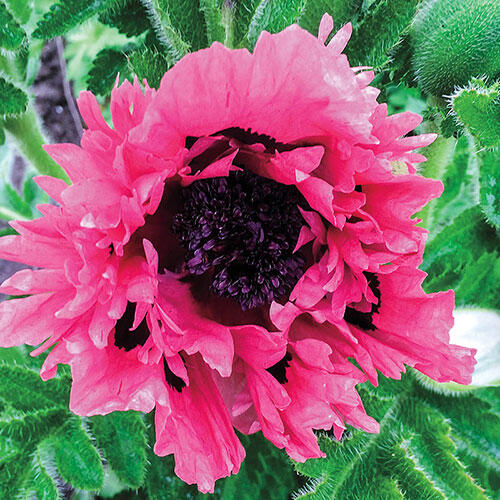 Pink Sensation Oriental Poppy