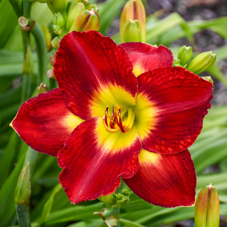 Passion for Red Reblooming Daylily
