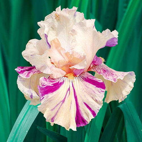 Peach Jam Reblooming Bearded Iris