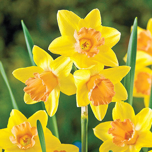 Blushing Lady Daffodil