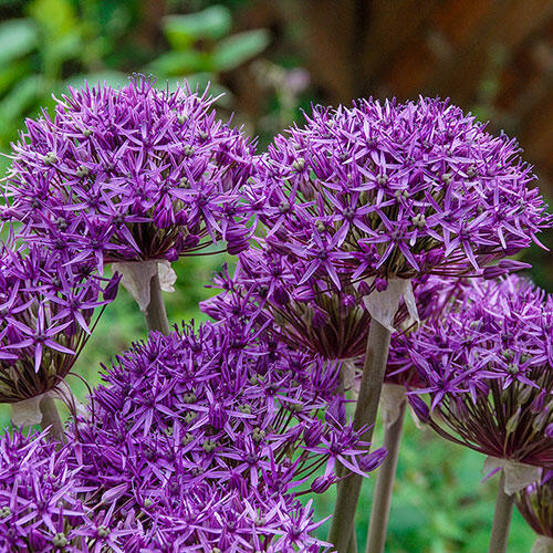 Violet Beauty Allium