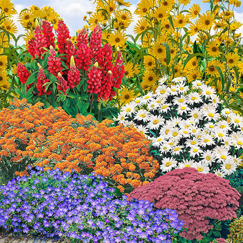 Breck's® Butterfly Cottage Garden Collection