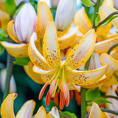 Guinea Gold Lily